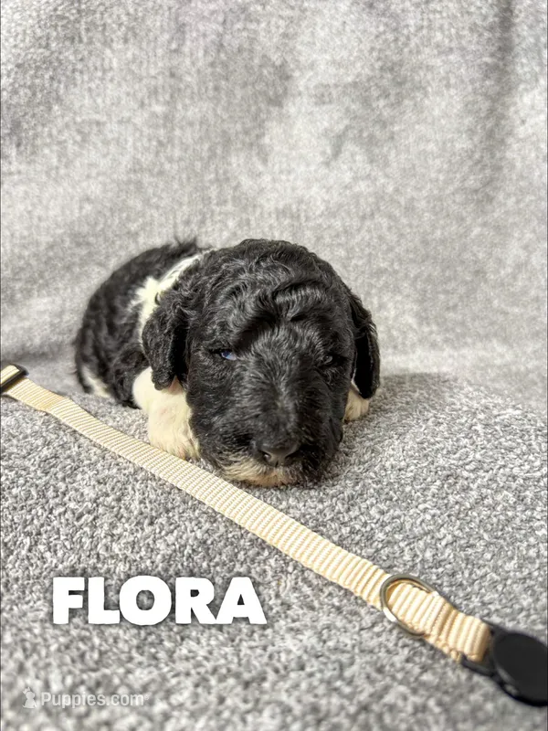 Flora - AKC – Poodle - Standard  puppy for sale in Columbia City, IN