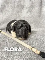 Flora - AKC Tri Parti, a female Poodle - Standard  for sale in Columbia City, IN – 6 of 9