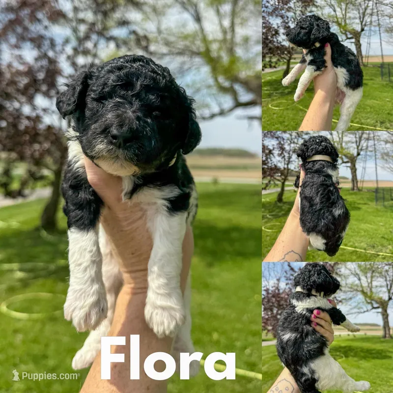 Flora - AKC – Poodle - Standard  puppy for sale in Columbia City, IN