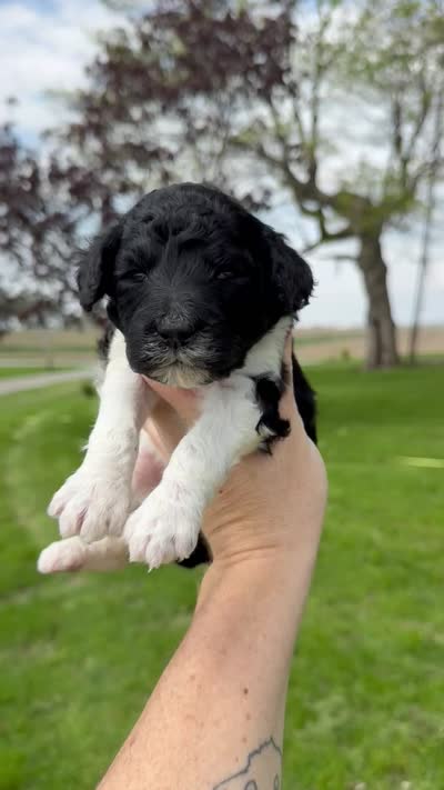 Frida - AKC, a female Poodle - Standard  for sale in Columbia City, IN – 10 of 10