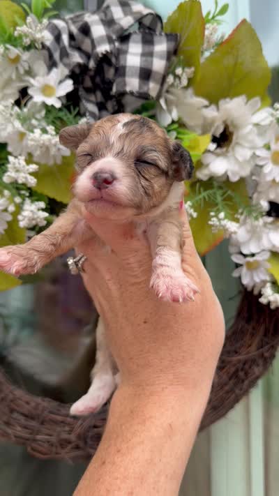 Max, a male Chinese Crested and Poodle - Toy  for sale in Columbia City, IN – 3 of 3