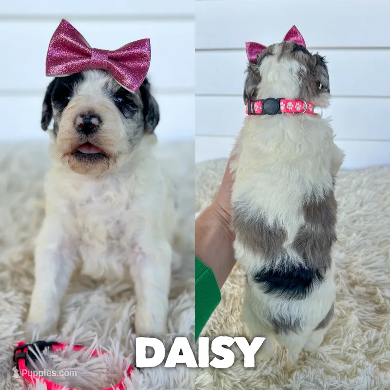 Daisy - standard f1b – Aussiedoodle puppy for sale in Columbia City, IN