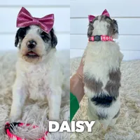 Daisy - standard f1b, a female Aussiedoodle for sale in Columbia City, IN – 1 of 3