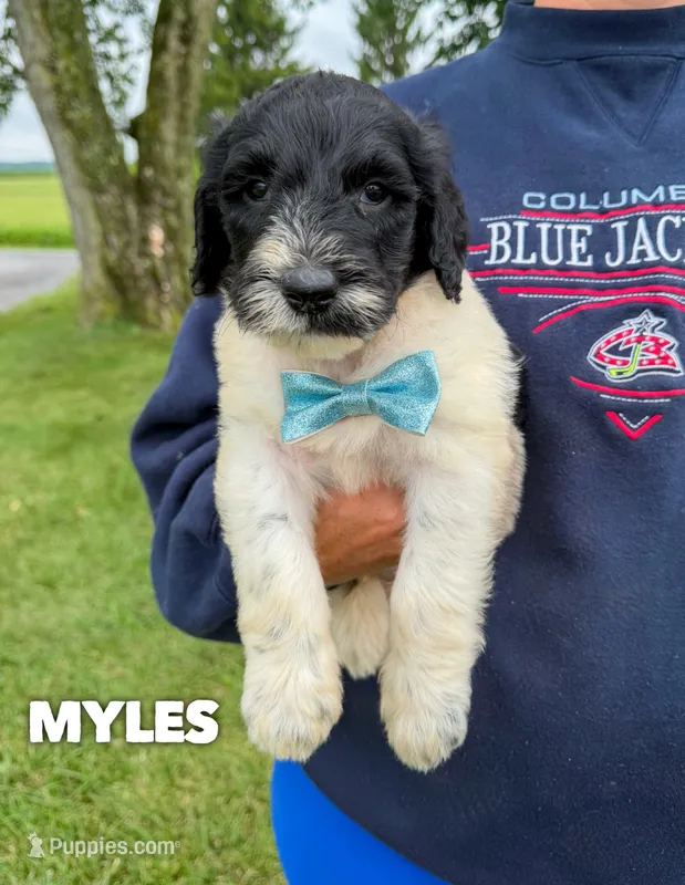 Myles - Standard F1b – Goldendoodle puppy for sale in Columbia City, IN