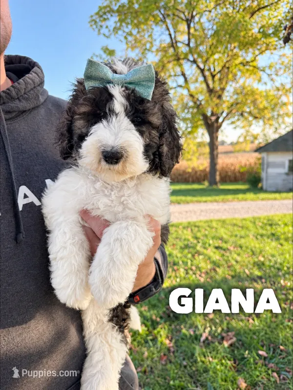 Giana - standard f1b – Saint Berdoodle puppy for sale in Columbia City, IN