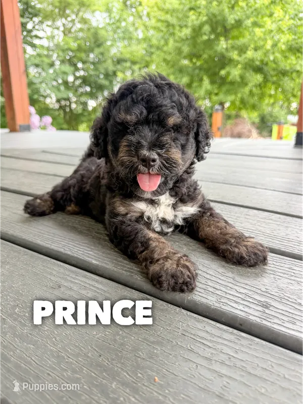 Prince - Micro Mini F1b – Miniature Goldendoodle puppy for sale in Columbia City, IN