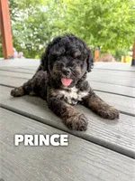 Prince - Micro Mini F1b, a male Miniature Goldendoodle for sale in Columbia City, IN – 1 of 1