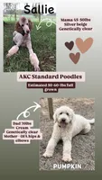 Flora - AKC Tri Parti, a female Poodle - Standard  for sale in Columbia City, IN – 8 of 9