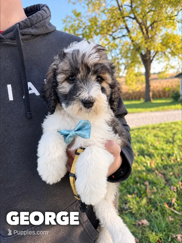 George - standard f1b – Saint Berdoodle puppy for sale in Columbia City, IN