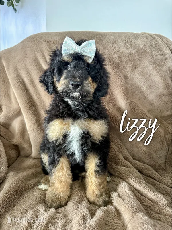 Lizzy - Standard F1b