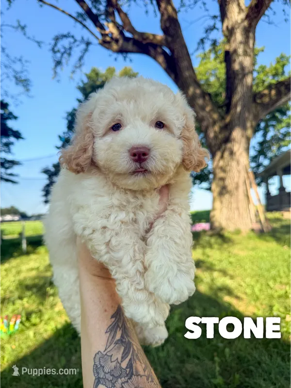 Stone - Micro Mini F1b – Miniature Aussiedoodle puppy for sale in Columbia City, IN