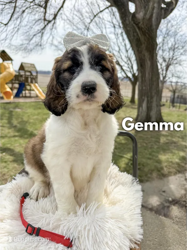 Gemma - Standard F1b – Saint Berdoodle puppy for sale in Columbia City, IN