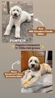 Gemma - Standard F1b, a female Saint Berdoodle for sale in Columbia City, IN – Photo 2 of 2