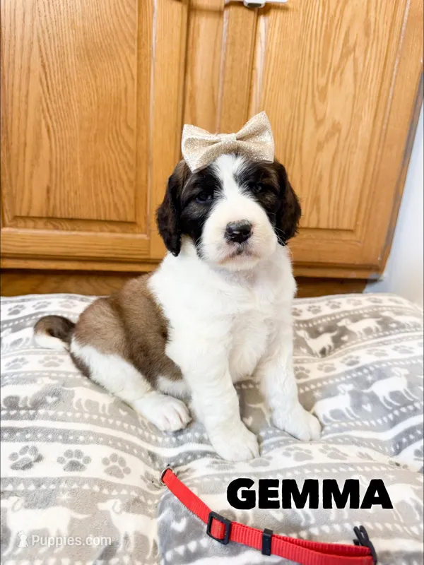 Gemma - Standard F1b – Saint Berdoodle puppy for sale in Columbia City, IN