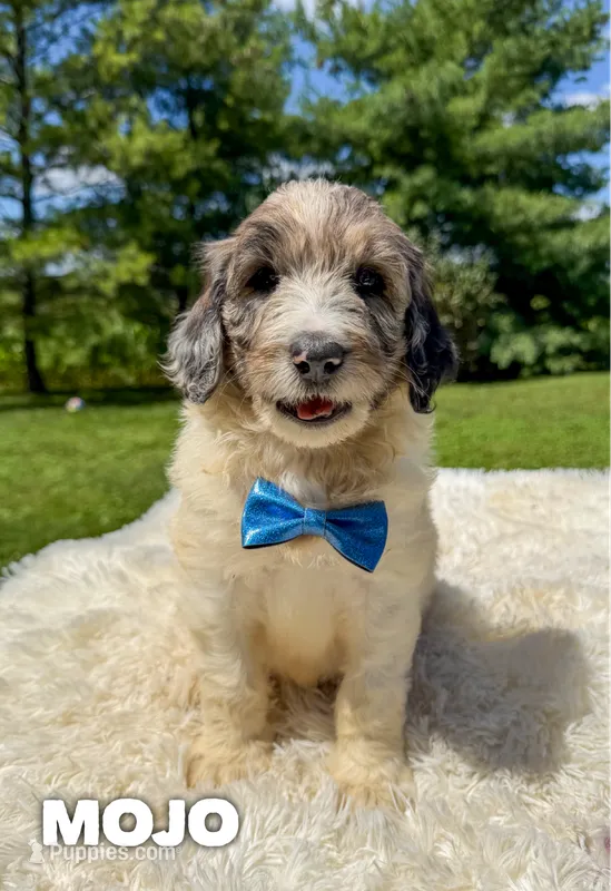 Mojo - Standard F1b – Goldendoodle puppy for sale in Columbia City, IN