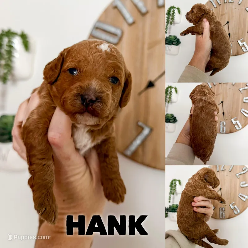 Hank - F1b