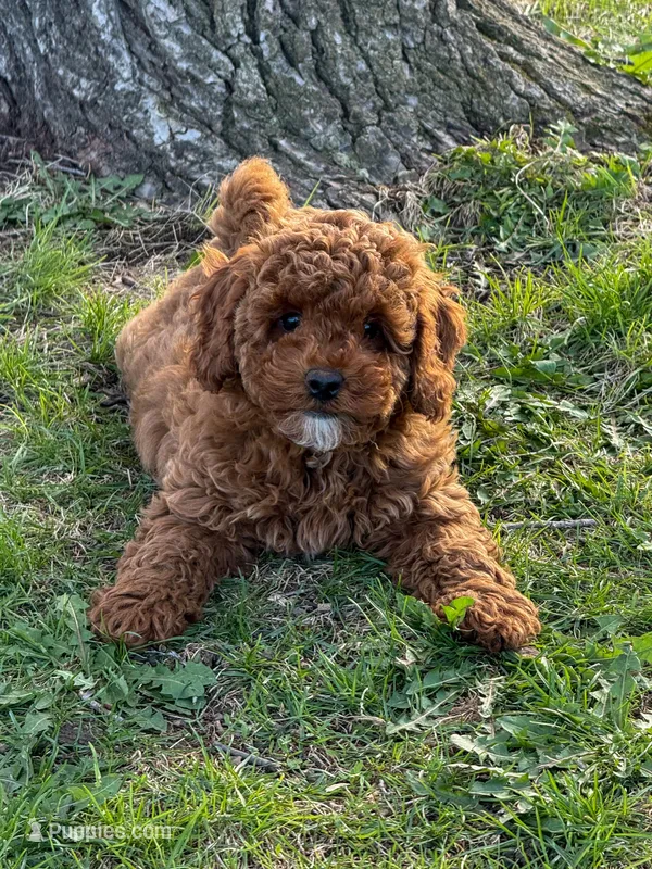 Hayes - F1b – Cavapoo puppy for sale in Columbia City, IN