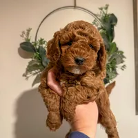 Hayes - F1b, a male Cavapoo for sale in Columbia City, IN – Photo 3 of 10