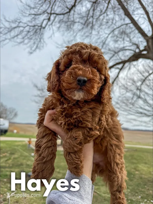 Hayes - F1b – Cavapoo puppy for sale in Columbia City, IN