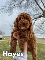 Hayes - F1b, a male Cavapoo for sale in Columbia City, IN – Photo 1 of 10