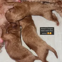 Hayes - F1b, a male Cavapoo for sale in Columbia City, IN – Photo 7 of 10