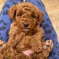 Hayes - F1b, a male Cavapoo for sale in Columbia City, IN – Photo 2 of 10