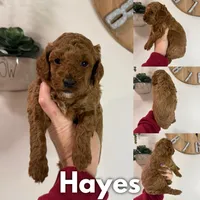 Hayes - F1b, a male Cavapoo for sale in Columbia City, IN – Photo 1 of 7