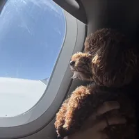 Hayes - F1b, a male Cavapoo for sale in Columbia City, IN – Photo 9 of 10