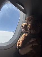 Hayes - F1b, a male Cavapoo for sale in Columbia City, IN – Photo 6 of 7