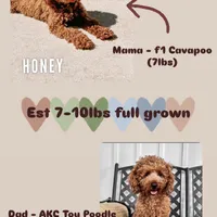 Hayes - F1b, a male Cavapoo for sale in Columbia City, IN – Photo 8 of 10