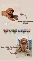 Hayes - F1b, a male Cavapoo for sale in Columbia City, IN – Photo 5 of 7