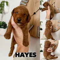 Hayes - F1b, a male Cavapoo for sale in Columbia City, IN – Photo 5 of 10
