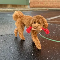 Hayes - F1b, a male Cavapoo for sale in Columbia City, IN – Photo 10 of 10