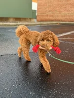 Hayes - F1b, a male Cavapoo for sale in Columbia City, IN – Photo 7 of 7