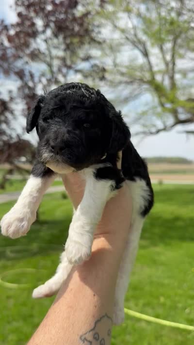Flora - AKC Tri Parti, a female Poodle - Standard  for sale in Columbia City, IN – 9 of 9