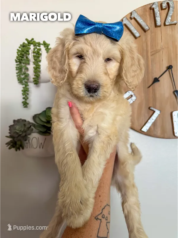 Marigold - F1b – Goldendoodle puppy for sale in Columbia City, IN