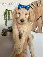 Marigold - F1b, a female Goldendoodle for sale in Columbia City, IN – 2 of 10