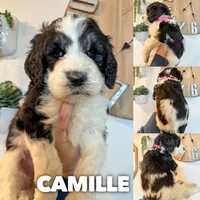 Camille - Standard F1b, a female Saint Berdoodle for sale in Columbia City, IN – Photo 1 of 3
