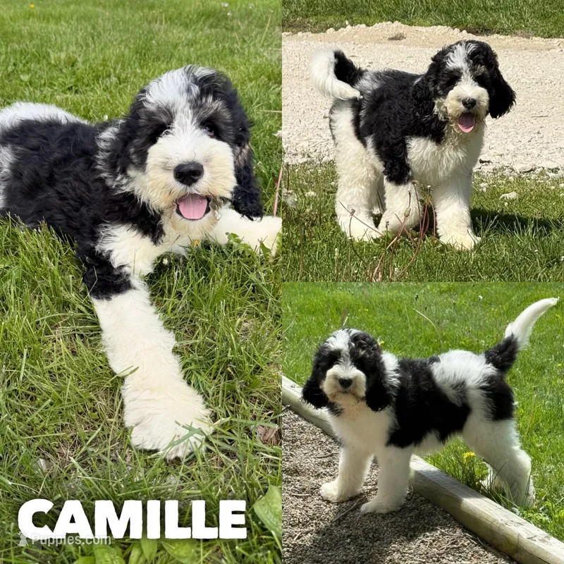 Camille - Standard F1b – Saint Berdoodle puppy for sale in Columbia City, IN