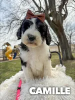 Camille - Standard F1b, a female Saint Berdoodle for sale in Columbia City, IN – Photo 3 of 6