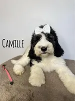 Camille - Standard F1b, a female Saint Berdoodle for sale in Columbia City, IN – Photo 1 of 6
