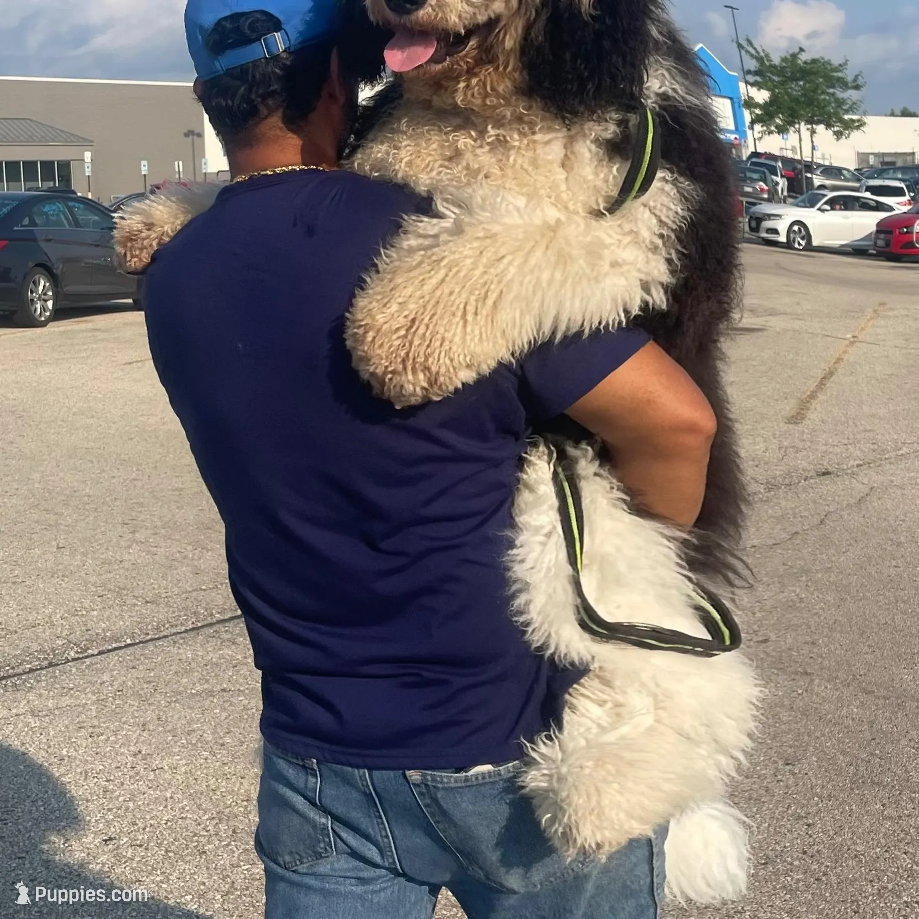Camille - Standard F1b, a female Saint Berdoodle for sale in Columbia City, IN – Photo 3 of 3