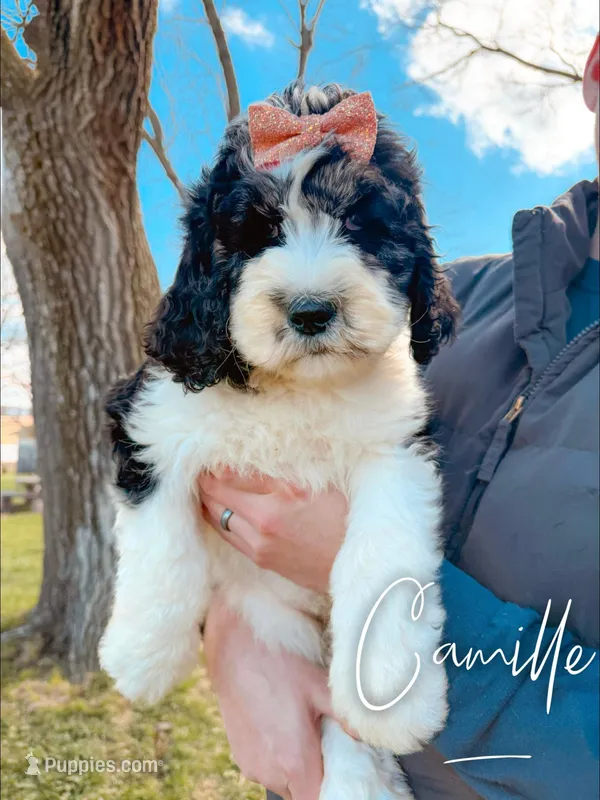 Camille - Standard F1b – Saint Berdoodle puppy for sale in Columbia City, IN