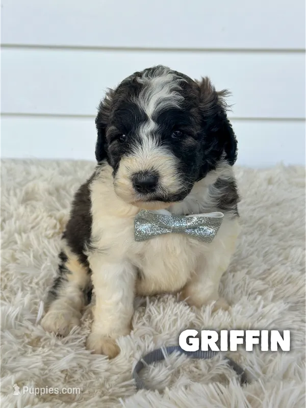 Griffin - standard f1b – Saint Berdoodle puppy for sale in Columbia City, IN