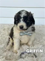 Griffin - standard f1b, a male Saint Berdoodle for sale in Columbia City, IN – 1 of 2