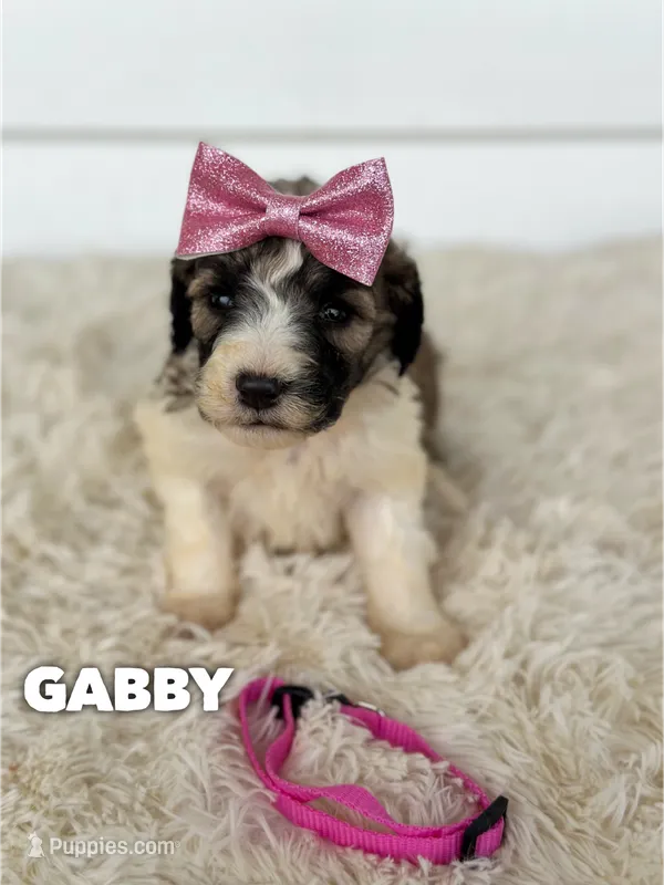 Gabby - standard f1b – Saint Berdoodle puppy for sale in Columbia City, IN