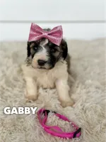 Gabby - standard f1b, a female Saint Berdoodle for sale in Columbia City, IN – 1 of 2