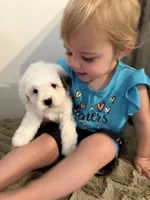 Calvin - F1b, a male Cavapoo for sale in Columbia City, IN – 2 of 3