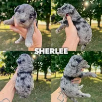 Sherlee - Micro Mini F1b, a female Poodle - Toy  and Miniature Aussiedoodle for sale in Columbia City, IN – Photo 5 of 6
