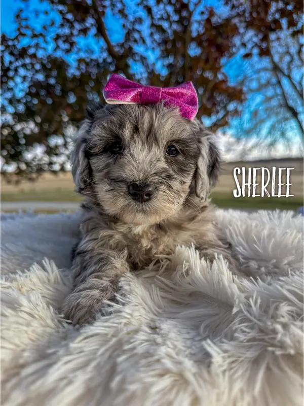 Sherlee - Micro Mini F1b